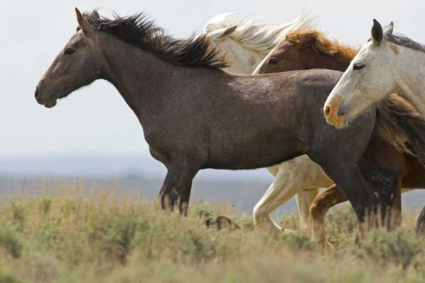 USA, Wyoming, Carbon County Wild horses running